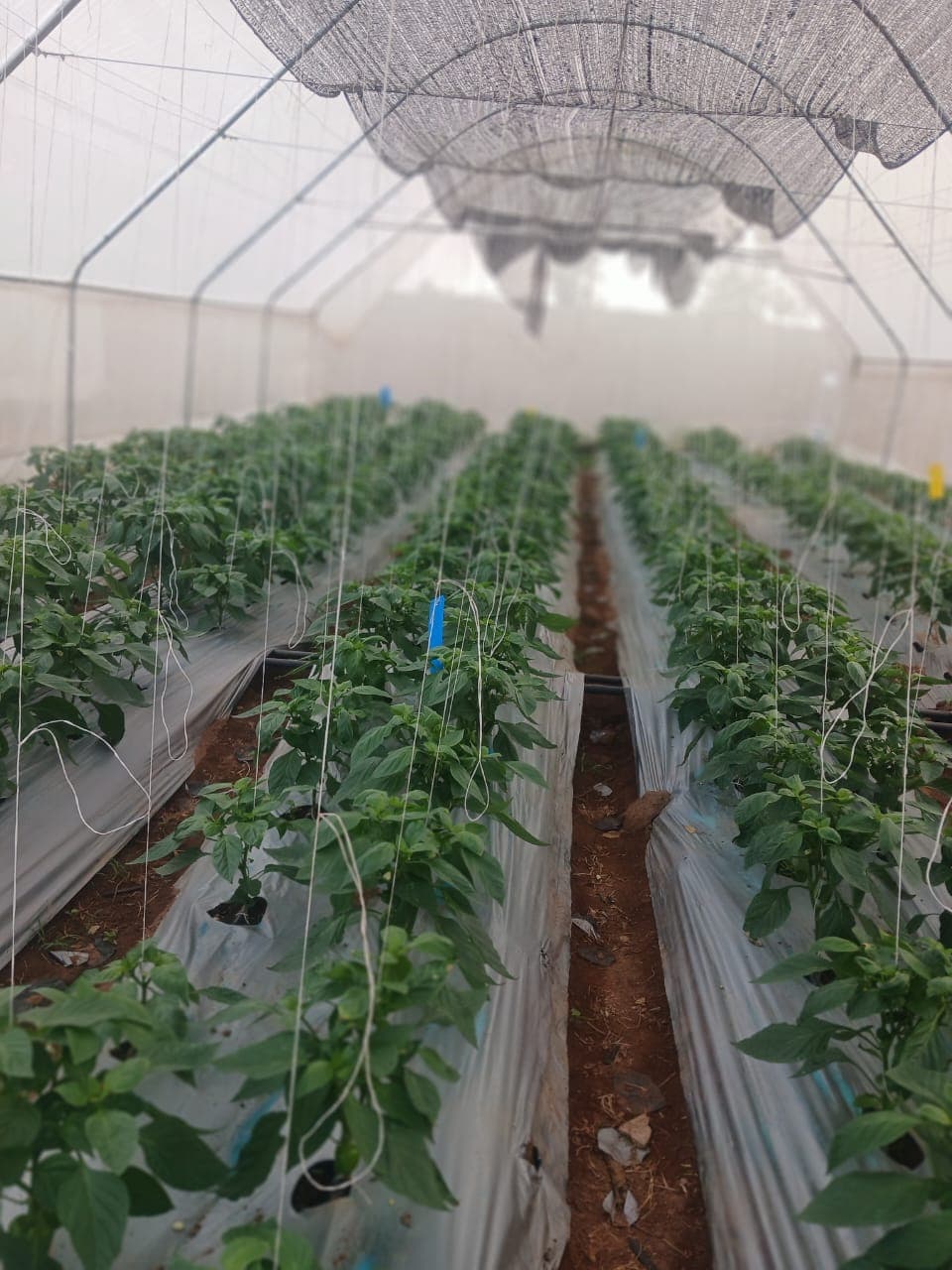 Crop support materials prepared for field deployment
