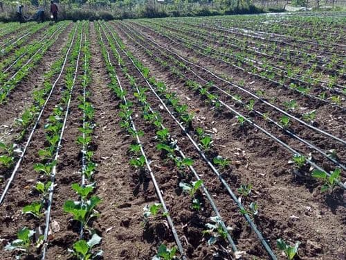 Agricultural Solutions