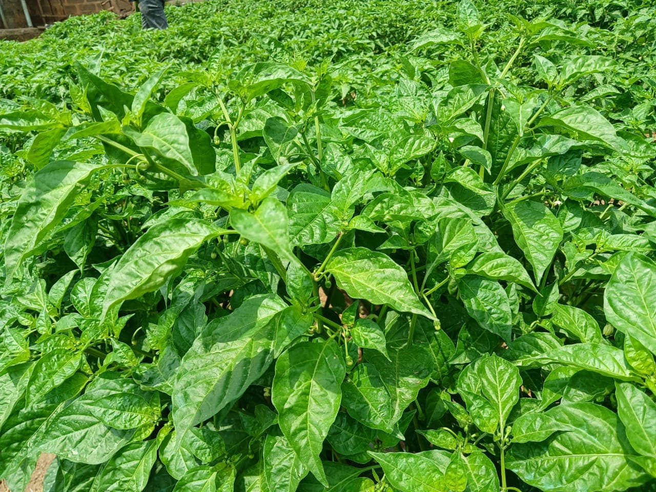 Healthy green leaves showing vigorous plant growth.