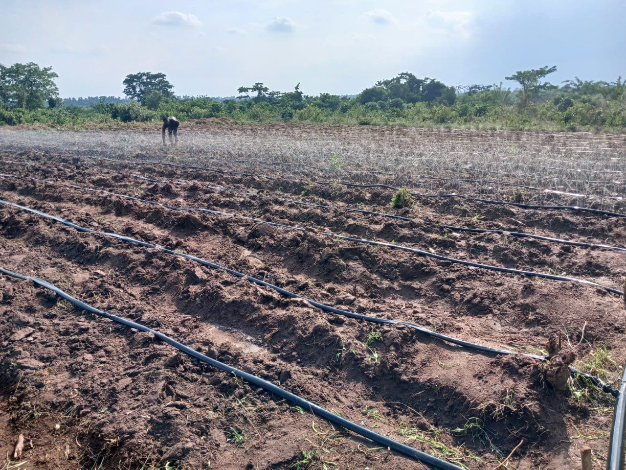 Drip hoses laid in clean rows across cultivated soil.