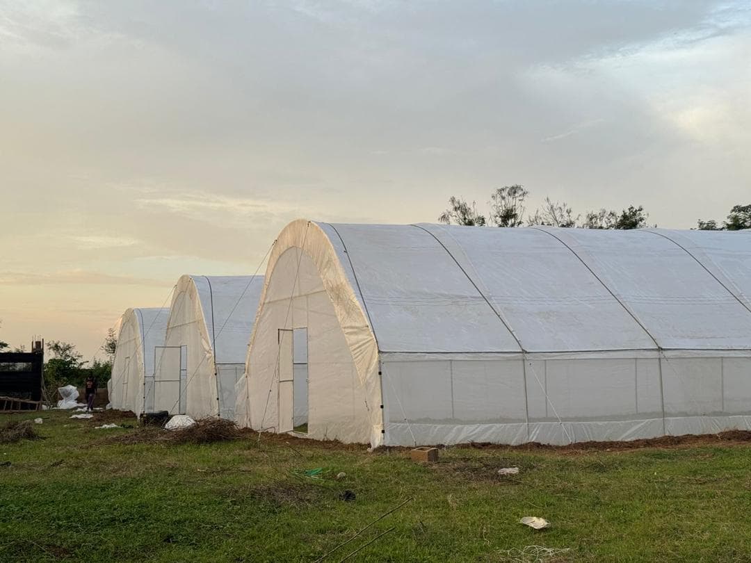 Protected farm structures prepared for cultivation.