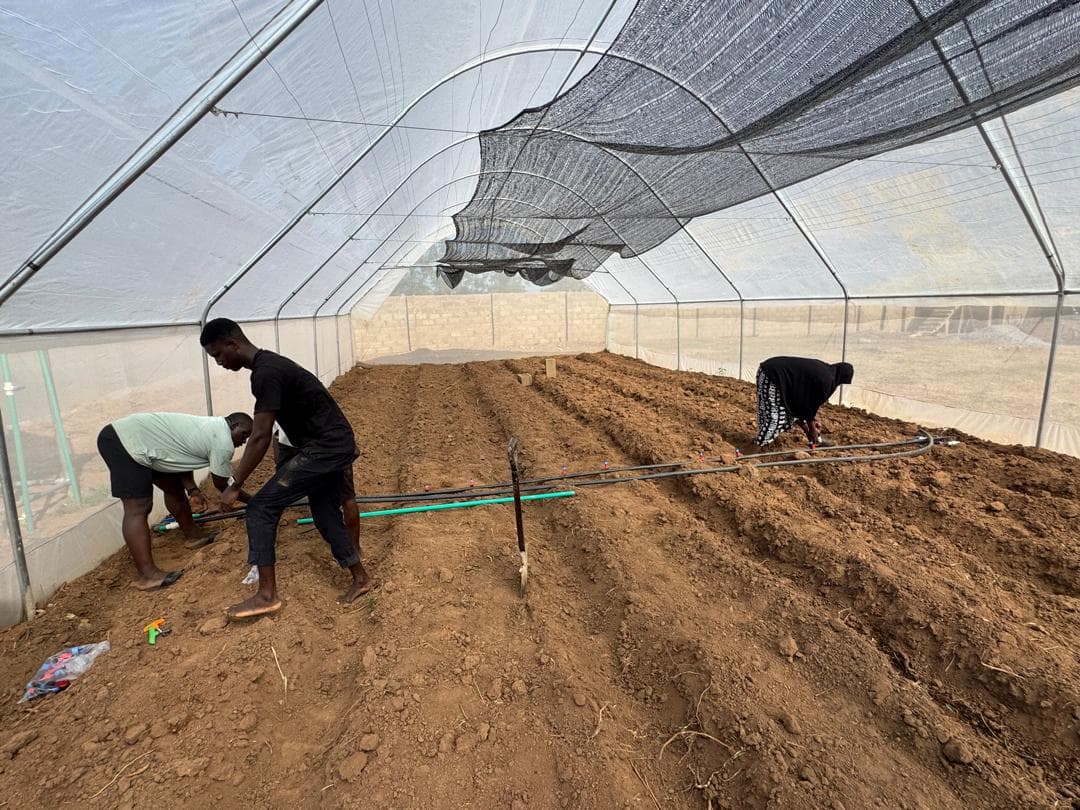 High Drip team laying irrigation lines inside a greenhouse-like structure.